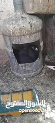  4 حمام مشكل عند صورهن
