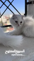  8 قطط سكوتش فولد مكس للبيع بسعر رمزي