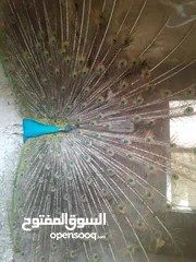  3 طاووس  للبيع