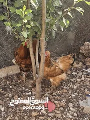  3 دجاج براهمي وحمام