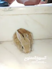  5 ارانب صغيره الوان مميزه اليه للغاية  ،،،،،،