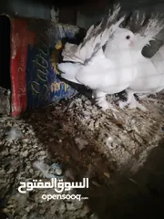  3 متاح جواز و حبات فلت موجودات طبربور سعرهن كويس
