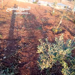  5 قطعه او مميزه مشجره زيتون