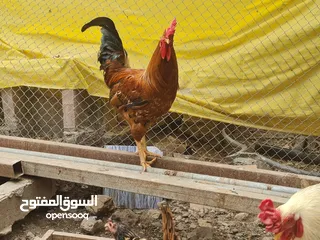  1 ديكة فرنسيه بيور