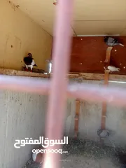  24 حمام للبيع او بدل على عصفير