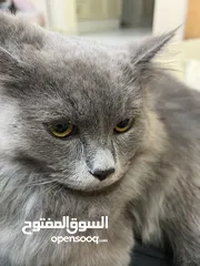  1 British Longhair gray cat