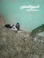  1 جبل جوفه حي ام تينه