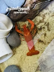  4 Lobster breeding pairs