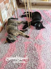  1 قطتين شيرازي للتبني مع حمامهن العمر 3شهور