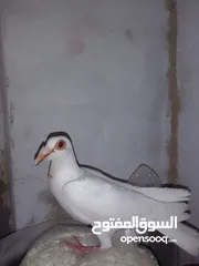  1 حمام الطيور
