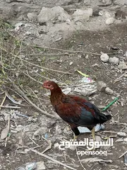  3 ديوجه للبيع