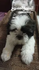  1 pure breed shih Tzu 1male 2female available 2moths old