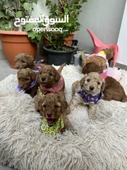  24 Toy Poodle PREMIUM puppies in Dubai