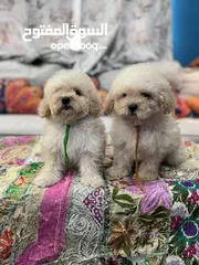  12 Maltipoo FeMale Puppies Available