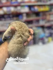  1 مفاجأة سارة عرض خاص جدا جدا على سكوتش ستريت ny12 طفرة نادرة لعبة تبارك الرحمن