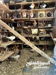  11 جواز بلونيات وجواز يهوديات