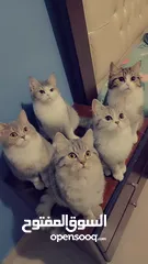  20 Available kittens for sale high quality breed Cats (Silver British breed & Scottish straight breed.)