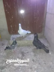  11 ثلث طواير للبيع