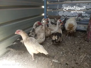  1 جاج وبط وحبش وفرعوني
