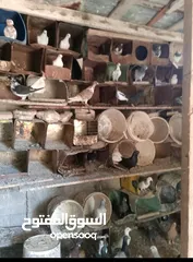  3 كوم حمام كش للبيع كلها فحول صواريخ بسعر حرق للتواصل بالوصف