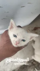  13 kitten 1month aged