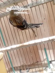  3 بندوق حسون
