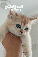  7 British chinchilla kittens for adoption