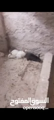  5 كوم   أرانب   للبيع