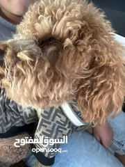  1 بودل عمره سنه و5شهور