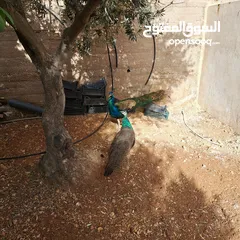  5 طاووس هندي للبيع بسعر مغري ما بنختلف عالسعر