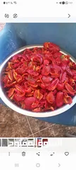  2 يوجد مقدوس طازج للبيع