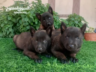  4 متاح جراء بلجم مالينو درايف عالي