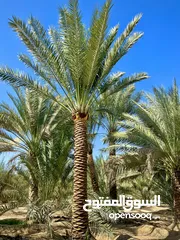  1 Date Palm Trees Fresh And Healthy