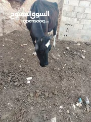  3 بقرة اضحية صلاة النبي