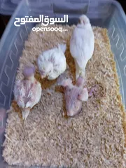  8 يتوفر ببغاء اليف زق يدوي  لوري اليف قرين شيك الي كوكتيل اليف  دره اليف  روز اليف  فشر اليف  حب اليف