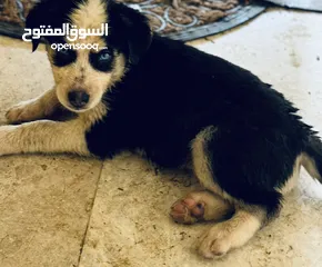  2 ‎**للبيع: جرو هاسكي × ليبرا بعيون زرقاء**  **For Sale: Husky x Libra Puppy with Blue