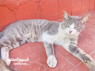  5 قطط للتبني