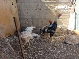  1 متواجد بيض مخصب تفقيس 99/100