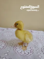  3 بطة عمرها اقل من شهر