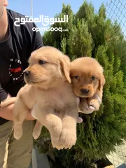  9 Golden retriever puppies male and female