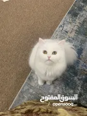  4 Persian Cat Female Doll Face