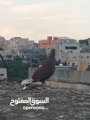  2 حمام للبيع