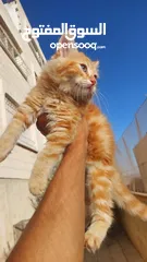  4 تبني قطشيىازي