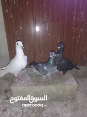  2 ثلث طواير للبيع