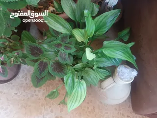  25 زريعه زينه للبيع