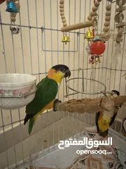  6 Black head CAIQUE breeding pair for adoption