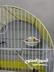  21 طيور كنار للبيع