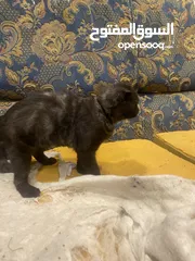  2 قطه سكوتش للبيع