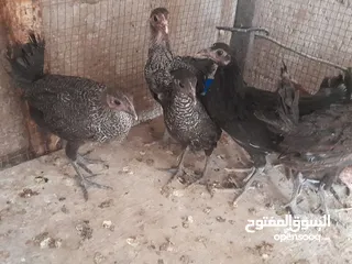  5 موجود تسع فرخات بلديات صحه ونظافه   والشر ما بقصر معاه