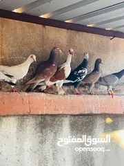  7 حمام انواع بغدادي للبدل ع عصافير او جاج بلدي